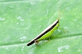 GRASSHOPPER (BLack topped green bottom)